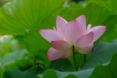 穏やかな朝✿七夕月
