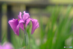 Japanese Beauty✿皐月の艶