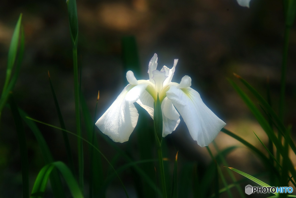 初夏の貴婦人・華