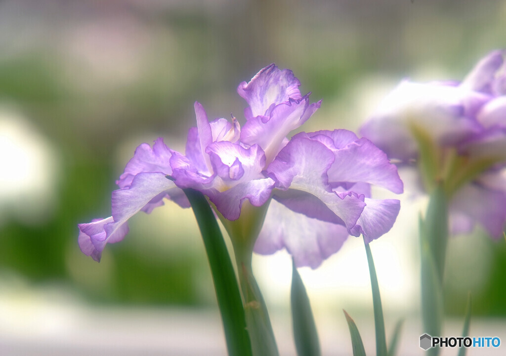 魅せられて☆Iris