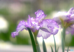 魅せられて☆Iris 魅せられて☆Iris
