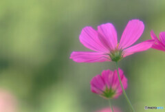 秋の扉✿こすもす2021