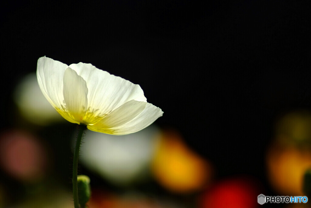 Poppy日記✿やすらぎの時