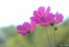 乙女の純潔✿こすもす