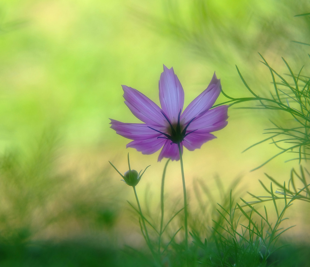 地上の華・こすもす
