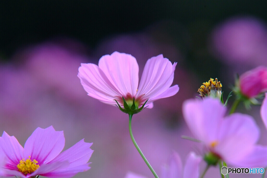 都会のOasis✿神無月