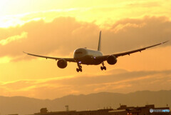 January TravelerⅩ★飛翔 JAL