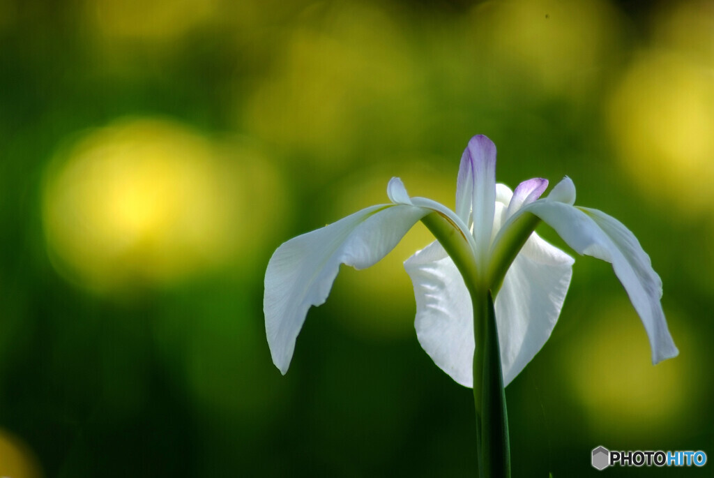 涼暮月の光✿菖蒲