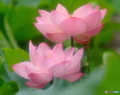 家族に乾杯・華