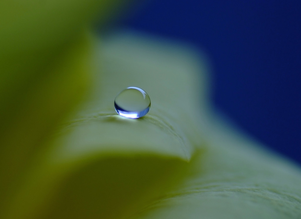 幸福の黄色い・雫（Ⅳ）