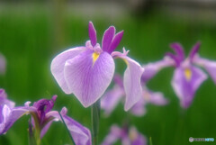 Japanese Beauty✿夢