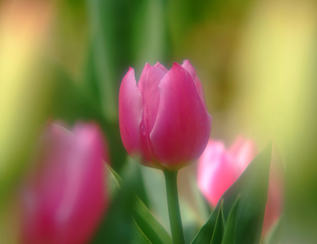 小さな春見つけました！