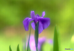 魅せられて・皐月