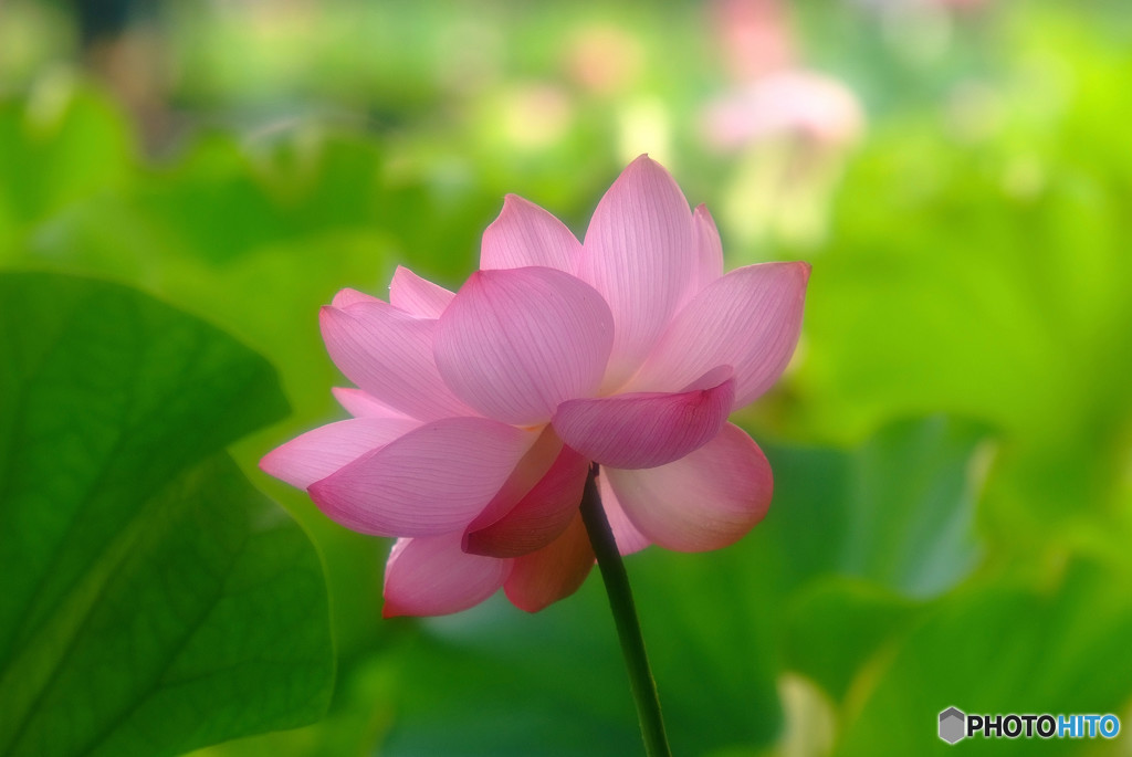 恋におちて -Fall in love