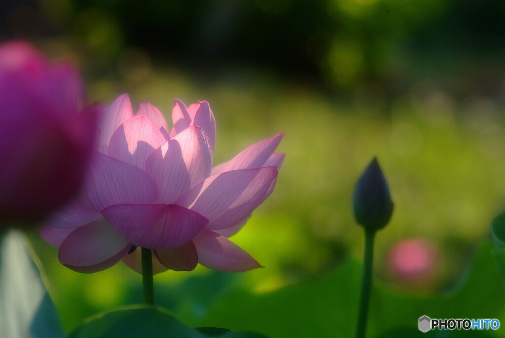 Natural Light✿癒しの蓮
