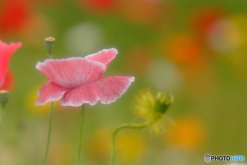 皐月の艶✿2022