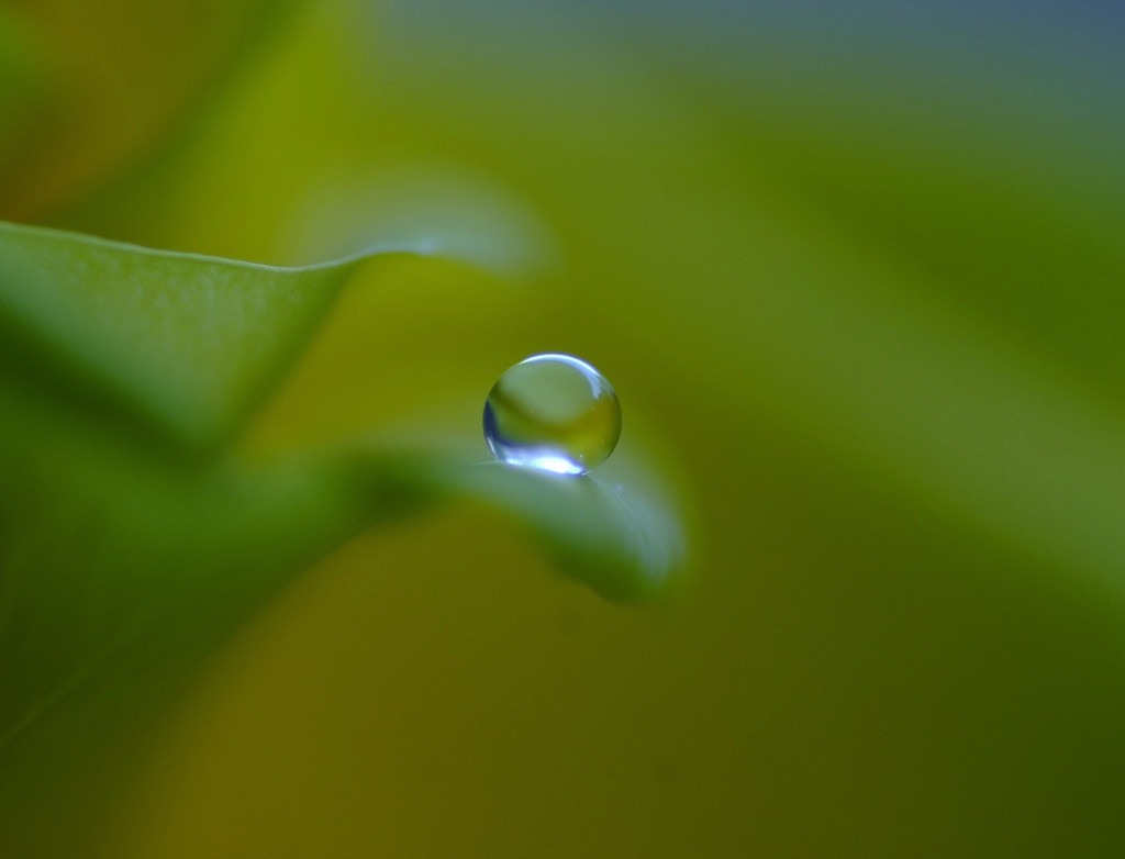 Drops of God  （Ⅰ）