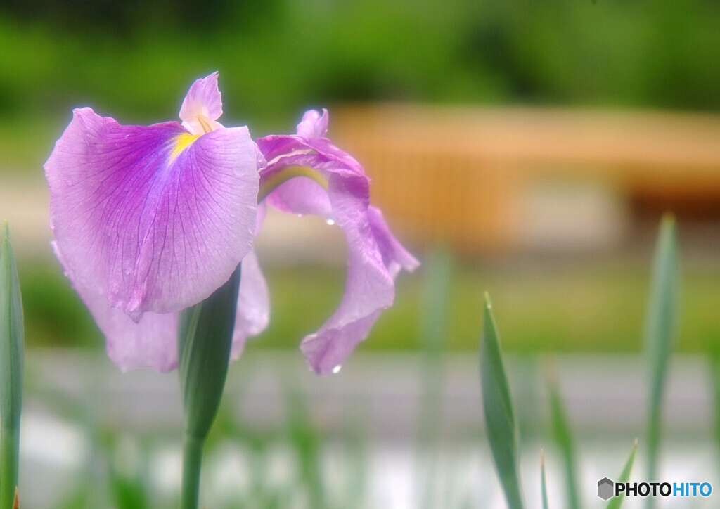 皐月の艶・華