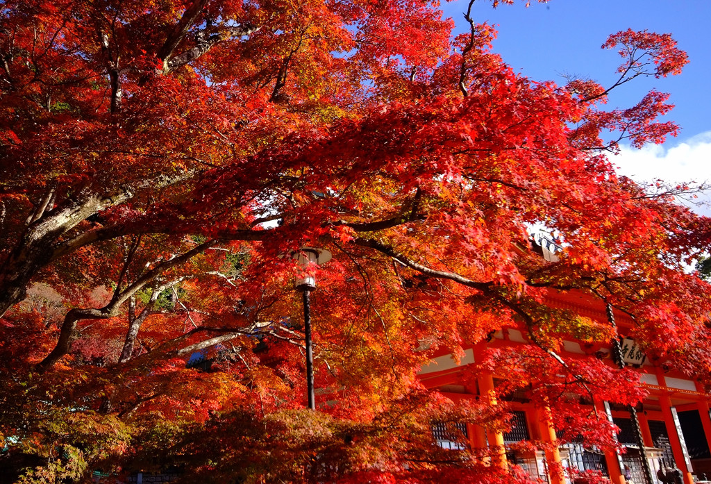そうだ！今年も勝尾寺に行こう