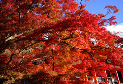 そうだ！今年も勝尾寺に行こう