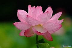 世界中の誰よりきっと・華