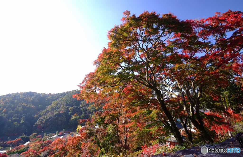 星屑の紅葉Ⅲ✿癒しの時間