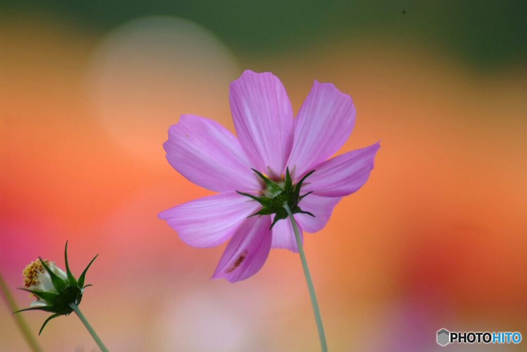 11月の華✿Cosmos