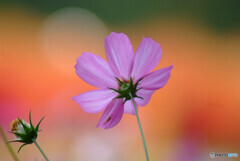 11月の華✿Cosmos