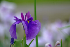 涼暮月の雫✿菖蒲