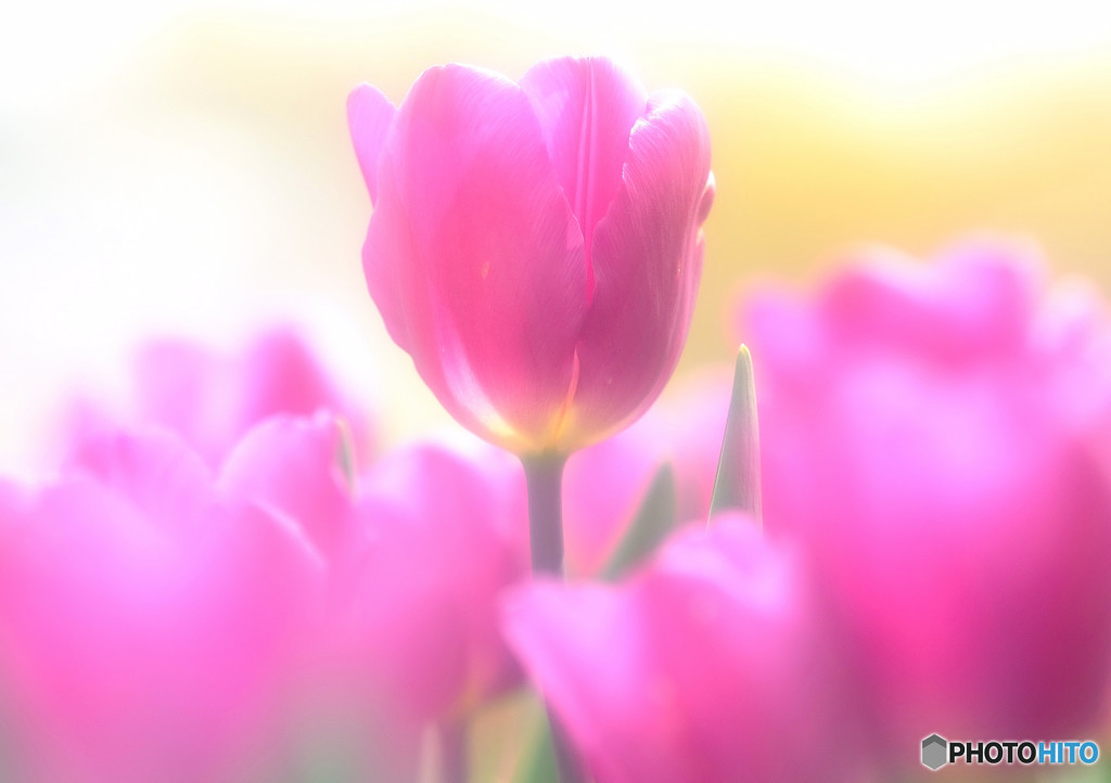 和心・華