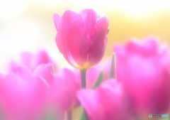 和心・華