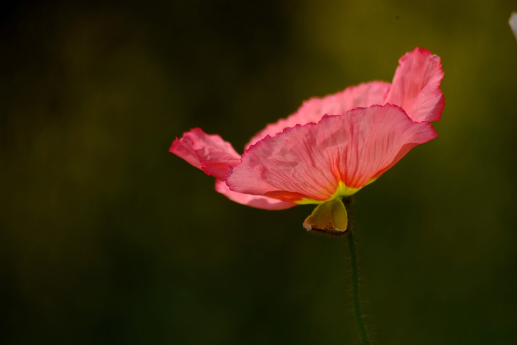 情熱の華✿Poppy