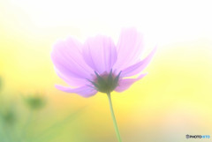追憶・華