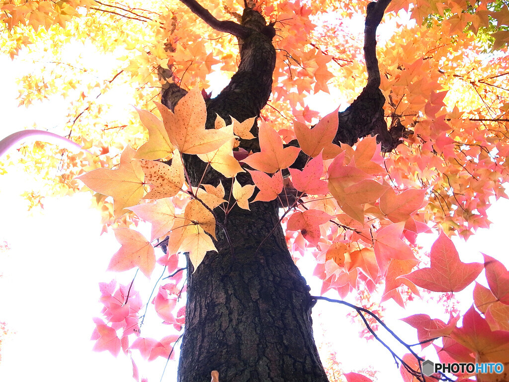 紅葉を見上げる✿三色彩道