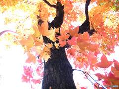 紅葉を見上げる✿三色彩道