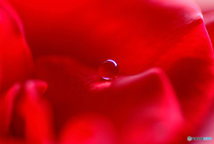 ルージュの伝言・雫