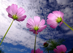 秋唄・ハーモニー