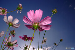 ラストダンスは私に✾秋桜