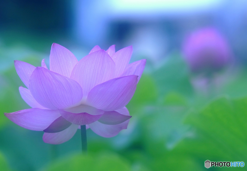 あの日にもどりたい・華