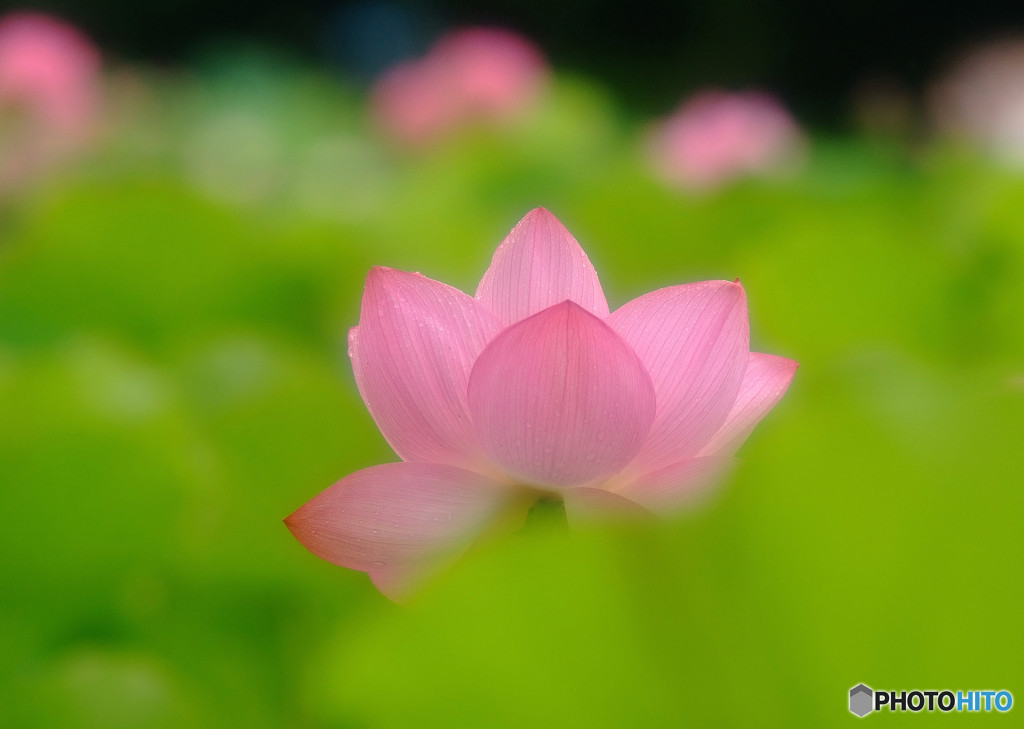 恋する季節・蓮