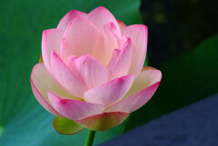 愛しき恋人✿蓮華