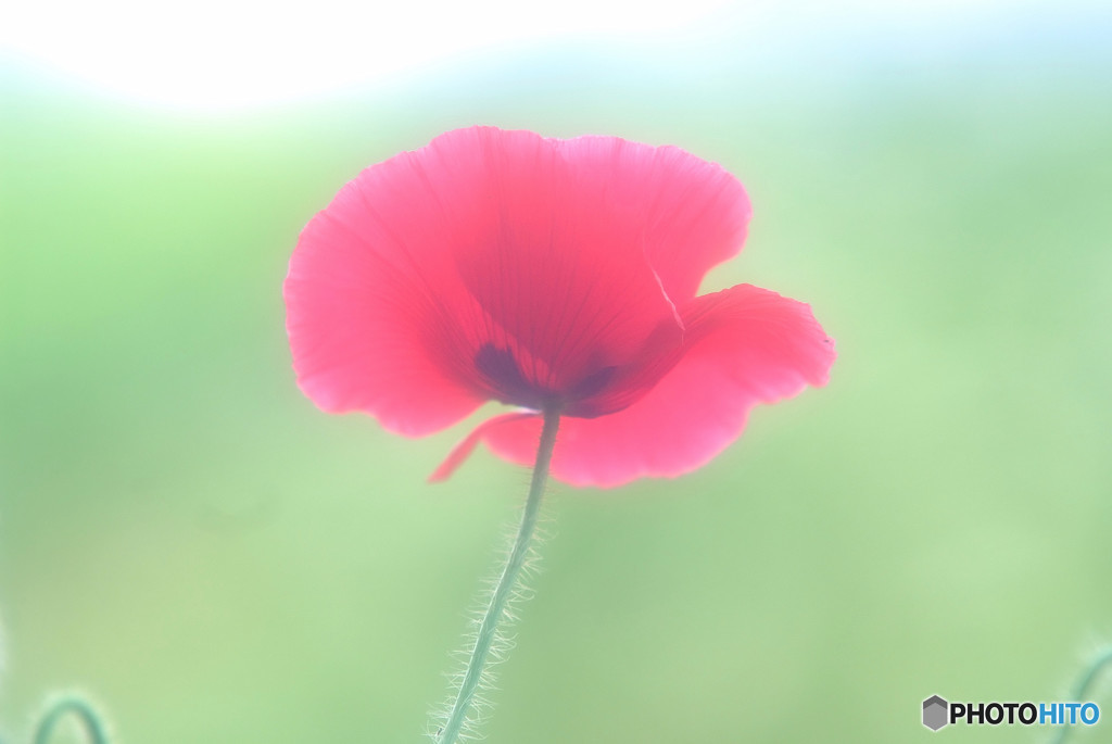 華やかに美しく