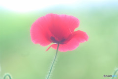 華やかに美しく