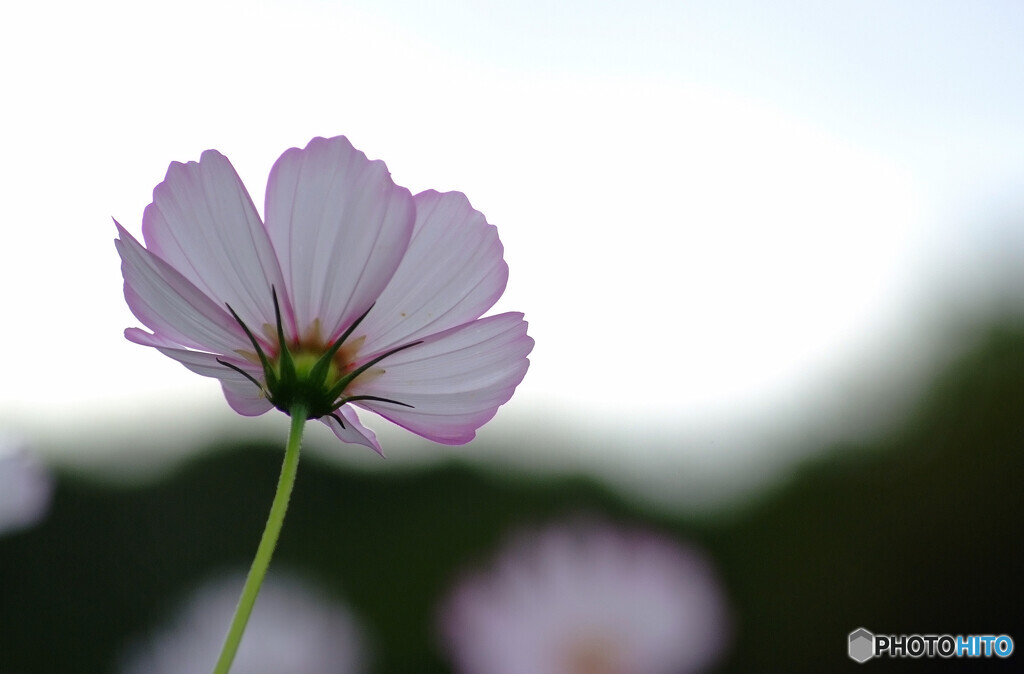 凛として❁こすもすの秋