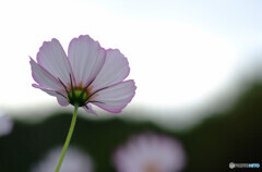 凛として❁こすもすの秋