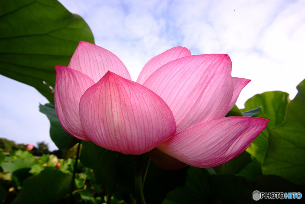 大輪の花を咲かせましょう！