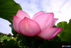 大輪の花を咲かせましょう！