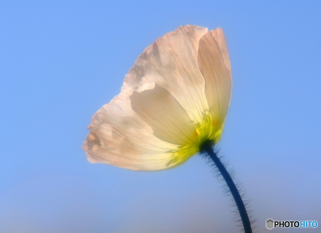 春風に吹かれて