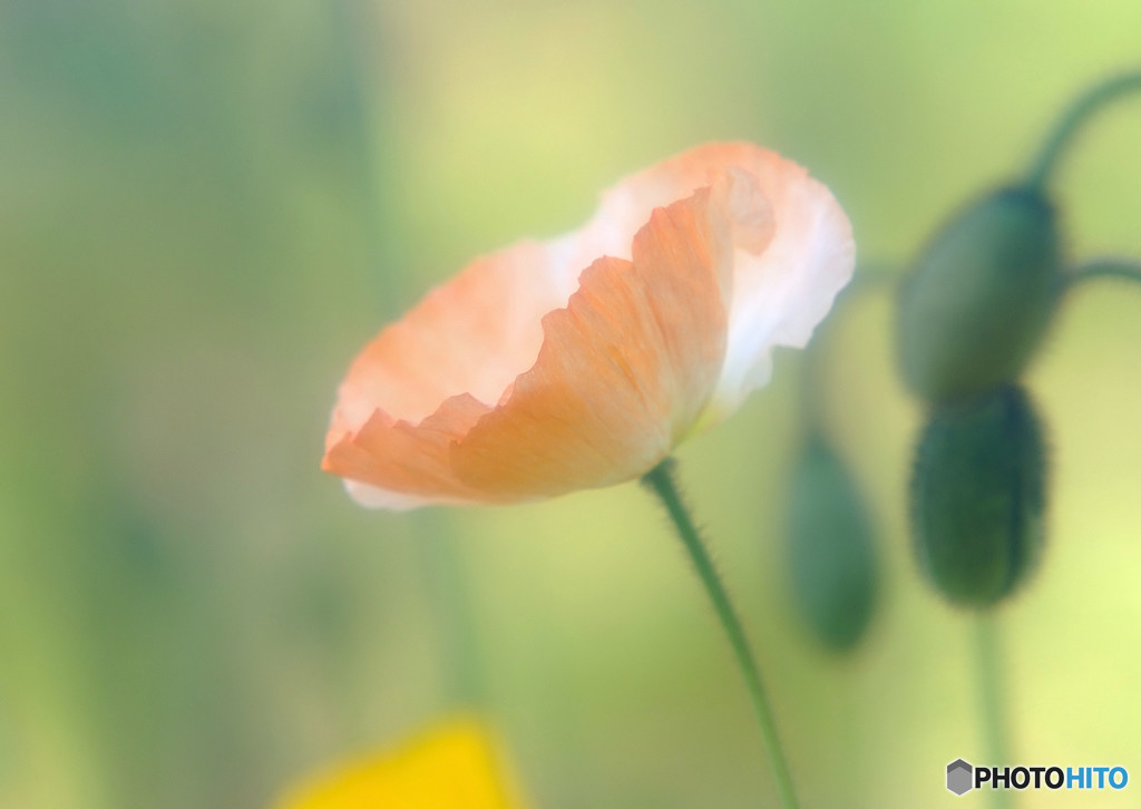 春風に誘われて