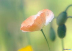 春風に誘われて